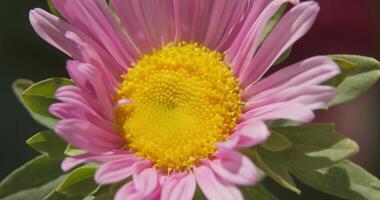 makro skytte en delikat rosa blomma i en sommar äng på en solig dag video