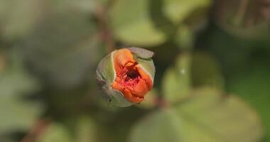 Rosehip flower bud on a bush on a summer day. The focus shifts from the flower to the background and back again video