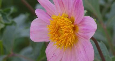 uma ampla besouro coleta néctar e pólen a partir de uma Rosa flor em uma ensolarado dia dentro uma Prado video