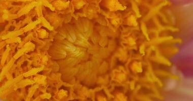 Macro shooting a large yellow flower in a summer meadow on a sunny day video