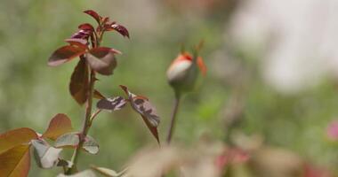 Rosehip flower bud on a bush on a summer day. The focus shifts from the flower to the background and back again video