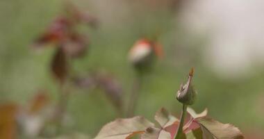 Rosehip flower bud on a bush on a summer day. The focus shifts from the flower to the background and back again video