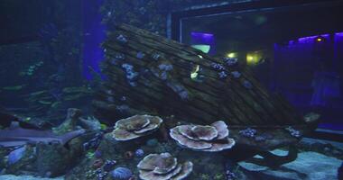 Ozean Fisch im ein Aquarium umgeben durch ein unter Wasser Stadt video