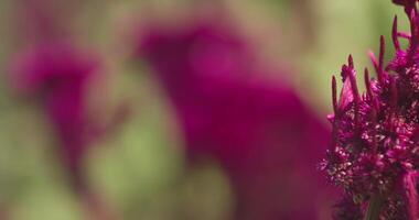 Close-up of bright flowers in an autumn meadow. The focus changes from them to the background and back again. video