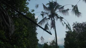 Garden in tropics in front of green mountain video