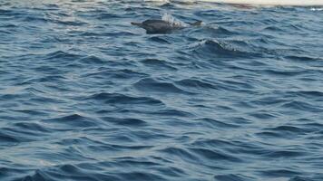 Dolphins swimming and jumping in a clear blue sea video