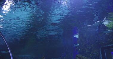 Flight in the water of the oceanarium of ocean stingrays video