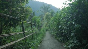 giardino nel tropici nel davanti di verde montagna video