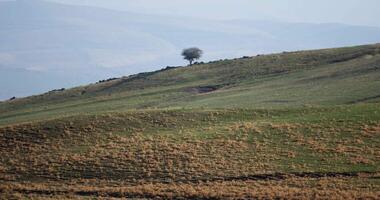 Hügel im das Vorgebirge, bedeckt mit Gras, mit ein einsam Baum auf das Hintergrund von das bestellen video