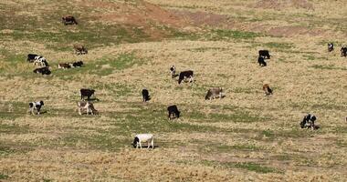 panorama van herfst bergen met begrazing kudde van koeien video