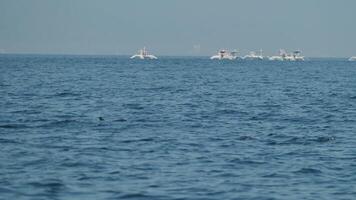 Dolphins swimming and jumping in a clear blue sea video