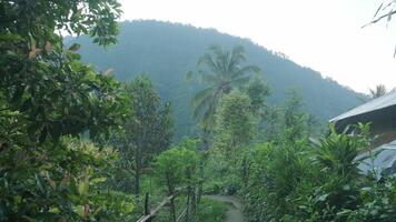 jardín en zona tropical en frente de verde montaña video