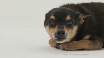 klein schwarz krumm gezahnt Hund Chihuahua Lügen auf das Fußboden video