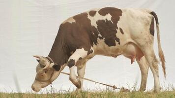 Cow on the field. White textile fabric on the back video