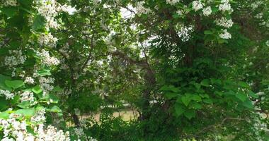 un zumbido moscas alrededor un Cereza florecer en el patio de sitorai mohi-hosa palacio video