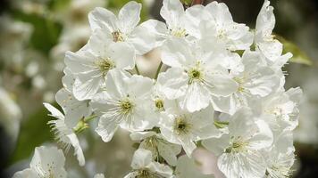 Blumen auf das Ast von ein Apfel Baum im das Garten auf ein sonnig Tag video