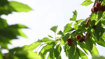 Cherry fruits on a branch with green leaves on the background of the sky video