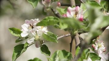 floración Cereza árbol con abejas volador alrededor video