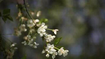 flores em a ramo do a maçã árvore dentro a jardim em uma ensolarado dia video