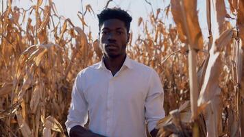 Young african american farmer agronomist man standing in the middle of a corn field touching corn on a stalk video