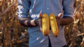 une Jeune africain américain homme détient deux mûr oreilles de blé dans le sien main. une Jeune agriculteur agronome des stands dans le milieu de une blé champ. fermer vue de mains avec blé video