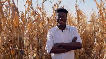 Young african american agronomist farmer standing in the middle of a corn field and smiling video