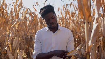 uma jovem africano americano agrônomo agricultor carrinhos dentro a meio do uma milho campo e examina milho em uma perseguir video