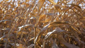 Dry corn shoots in the field before harvest. The concept of healthy eating video