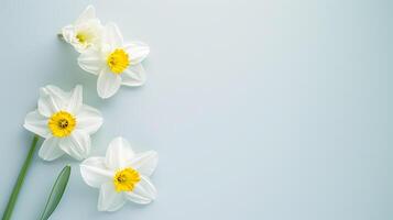 AI generated Narcissus flowers top view, floral background, free space photo