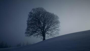 silueta de soltero árbol en invierno nieve paisaje al aire libre video