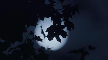 místico Luna noche cielo paisaje de iluminado cosmos y luz de la luna ligero video