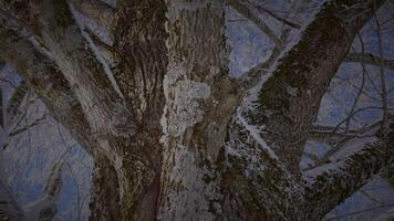 Sol luz brilhando através árvore dentro inverno natureza estação cenário video