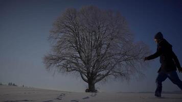 Male Person Walking in Deep Snow Looking at Single Tree video