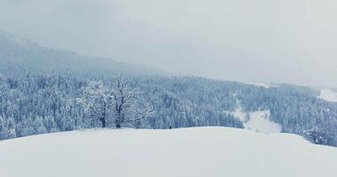 Hiker Walking in Deep Snow Outdoors in Forest Landscape video