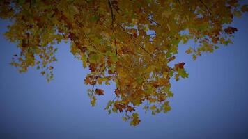 idílico vívido vibrante follaje colores en otoño temporada ambiente video