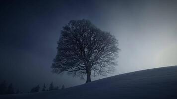 Sonne Licht leuchtenden durch Baum im Winter Natur Jahreszeit Landschaft video