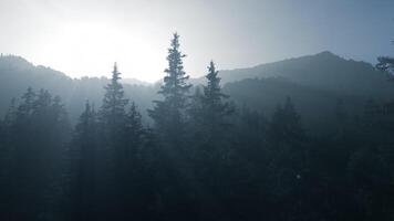 luce del sole splendente in nebbioso bosco albero natura ambiente video