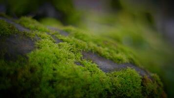 explorer le beauté de la nature avec étourdissant fermer coups de mousse croissance sur rochers et arbre branches. témoin le vibrant vert couleurs et complexe textures dans cette fascinant vidéo video