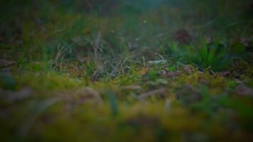 borroso imagen de terrestre plantas en natural paisaje video