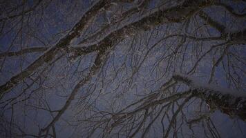 Silhouette of Single Tree in Winter Snow Landscape Outdoors video