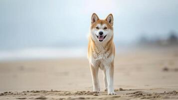 AI generated An akita inu dog on the beach photo