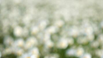 Abstract defocused Chamomile. White daisy flowers in a field of green grass sway in the wind at sunset. Chamomile flowers field with green grass. Close up slow motion. Nature, flowers, spring, biology video