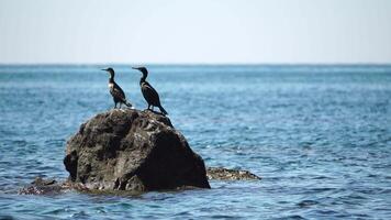 Tierwelt, Vögel. zwei schwarz Kormorane Ente ist ruhen thront auf das Felsen. ein Meer Vögel sind ruhen auf ein Felsen und suchen beim das Meer. Marine Fauna. Vogel im ein Meer. Vögel beobachten. Phalacrocorax carbo video