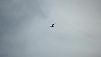 en flock av seagulls flyga i molnig solnedgång himmel över de hav. silhuetter av seagulls flygande i långsam rörelse med de hav i de bakgrund på solnedgång. kväll. ingen. frihet begrepp video