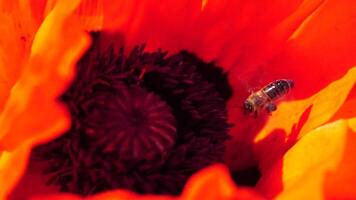 rojo amapola flor cabeza cerca arriba con abeja. amapolas en el prado salvaje amapola campo, balanceo por viento. macro. de cerca de cierne amapolas claro de rojo amapolas suave atención difuminar. papaver sp. video