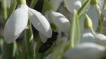 bi pollinerar snödroppe under tidigt vår i skog. snödroppar, blomma, vår. honung bi, apis mellifera besöker först snödroppar på tidigt vår, signal- slutet av vinter. långsam rörelse, stänga upp video