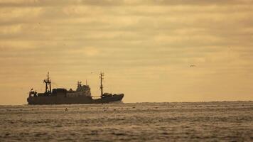 abstrakt Meer Ozean Sonnenuntergang Natur Hintergrund mit Möwen und Angeln Boot Trawler fängt Fisch während Segeln auf Meer beim Horizont im Entfernung segeln zu Fang Schule von Fisch auf Ruhe Meer Oberfläche im Sommer. video