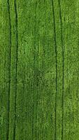 Aerial vertical view on green wheat field in countryside. Field of wheat blowing in the wind on sunset. Young and green Spikelets. Ears of barley crop in nature. Agronomy, industry and food production video