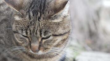 ein süß glücklich grau Tabby Kätzchen Lügen und ruht auf das Fußboden von das Park im das Strahlen von Sonnenlicht, sieht aus beim das Kamera, wackelt es ist Ohren und genießt das Morgen Sonne. video