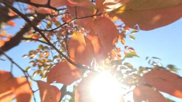 Ripe persimmons adorn tree branches. Persimmons hang from tree branches with vibrant leaves in autumn-kissed garden, showcasing nature seasonal transition. Organic agriculture production. Eco farming video